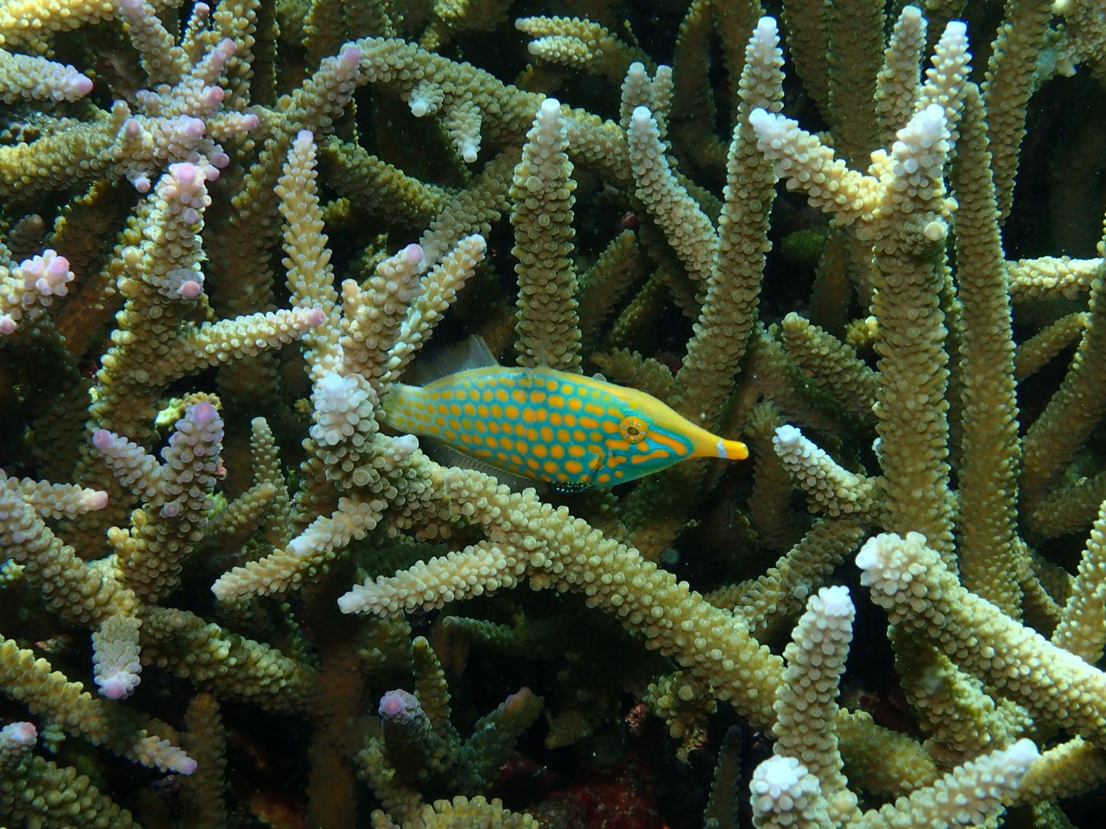 テングカワハギ。口がとんがって、黄色いドットが目立つ、人気のお魚です