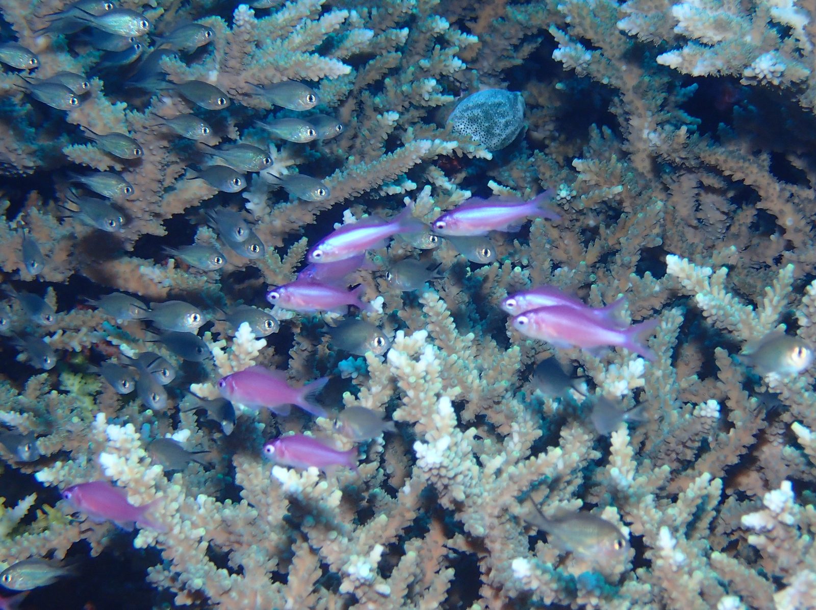 ハナゴイの幼魚。紫がとても目立ちます