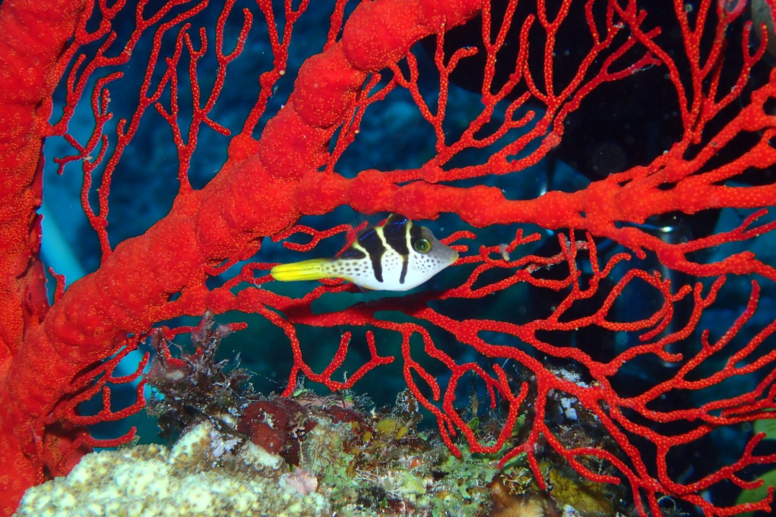 イソバナをバックにした、ノコギリハギの幼魚がいました