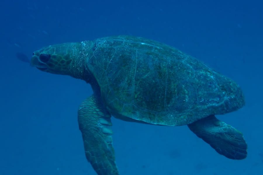 アカウミガメ