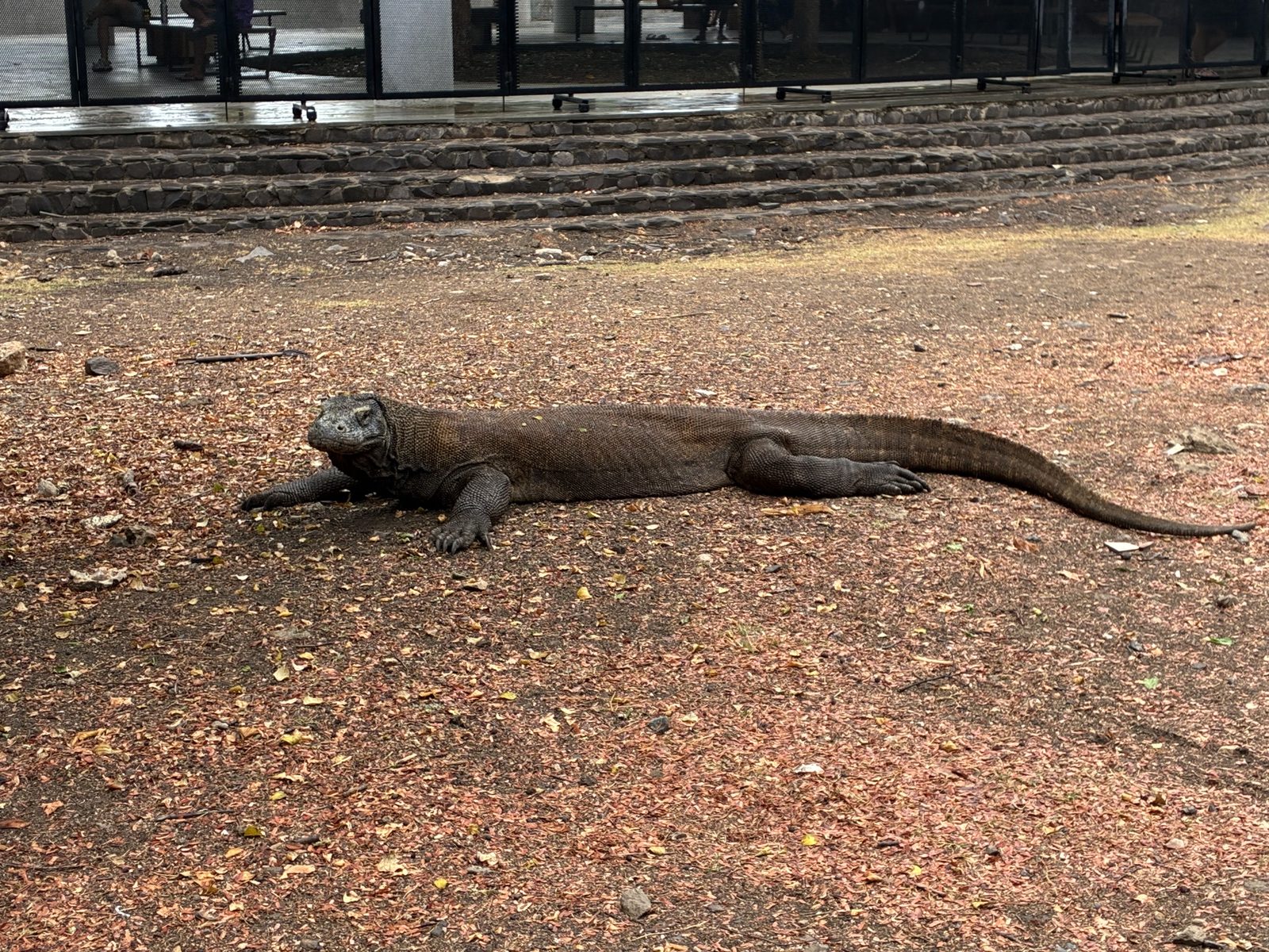 コモドドラゴン